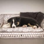 A puppy lying on an elegant, damask-patterned dog sofa with tassel details, blending luxury and comfort in a cozy interior