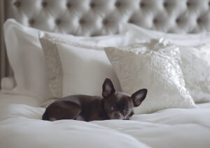 Luxurious modern dog bed in plush velvet with a relaxed dog enjoying ultimate comfort.